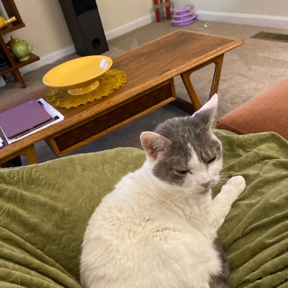 Meet your Posher, Robin - Picture 2 of 4